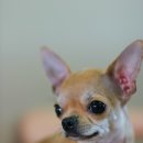 김박사집 이미지