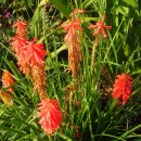 보타니칼 이미지