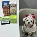 네이버 인플루언서 신청 도움되는 아마존 정모, 반려동물 인플의 후기