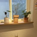 어닝 썬라이즈(Awning Sunrise) 이미지