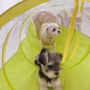 쉬다가개 애견호텔유치원 이미지