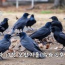 사무엘하 17장 오합지졸(烏合之卒) 이미지