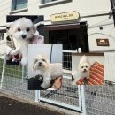 멍발소 | [구미] 최초 피어프리 강아지 미용실 | 멍발소하우스 N번째 방문후기
