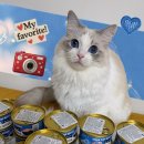 퍼피&피쉬 | 쟁여두는 고양이 주식캔 | 내추럴발란스 오션피쉬 파테 제형 후기