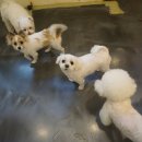 몽이몽실애견 네이버블로그