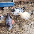 아브라함농장2 이미지