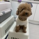 재미나개 이미지