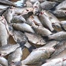 두량할매집 이미지