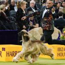 경기켄넬 이미지