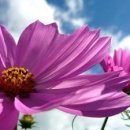 코스모스 이미지