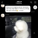 movepet 이미지