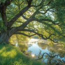 고요한아침 강가 이미지