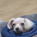 안호영 동물병원 이미지