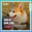 서울동물메디컬센터 | 신현동동물병원 강아지 잠복고환 수술 복강경 [서울동물메디컬센터]