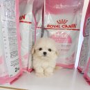 꽃강아지 이미지