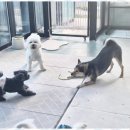 애견멀티샵 이미지