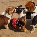 알로하도그 이미지