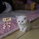 중앙통역번역센터 | 외국인 모델 통역 알바 후기(특: 짤림)