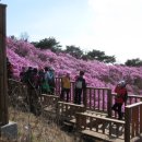 제29차(5/6일)강화도 고려산 진달래 정기산행 안내 이미지