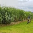 을숙도자전거문화체험협동조합 이미지