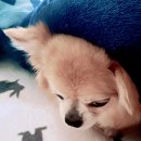 이불 속 댕댕이 네이버블로그