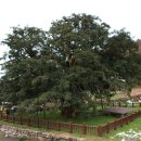 상만리 비자나무 이미지