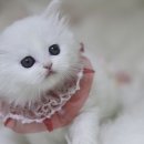 몽냥몽냥 강아지분양 고양이분양 김포점 이미지