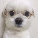 멍뭉이 이미지