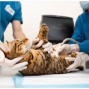 라파엘 동물병원 이미지