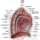 호흡의 생리학적 기능 이미지