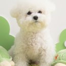봉자언니 | 강아지 장난감 노즈워크 찾는다면!바잇미 점핑부기 플레이볼로 말티푸 봉자 분리불안 줄인 후기