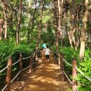청춘매점 | 충북 진천 국내 최장 309M 초평호 미르 309 출렁다리 후기 - 청춘매점 진천 초평호 산책길 관광지