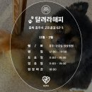 해피병풀 이미지