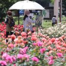 장미노래주점 - 김해시 분성로517번길 6-4 | 장미노래주점