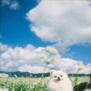 혜성관광