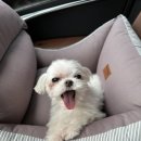 말티즈하우스 이미지