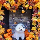 지니펫살롱 이미지