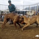 청도소싸움경기장 이미지