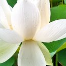 선자 농장 이미지