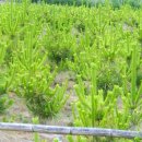 황금소나무 이미지