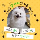 나나펫 | 용인 나나펫살롱 후기(반려견미용)