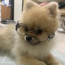 댕스투 이미지