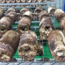 송원농원 이미지