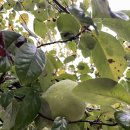 복정당구장 이미지