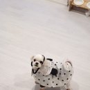 밀양애견펜션 포메리카노 내돈내산 후기