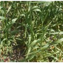 다마내기 이미지