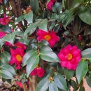 채림목장 이미지