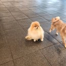 일보시개 24시 애견호텔&애견유치원 | 청주애견유치원 찾는다면 멍실유치원&amp;애견호텔🐶