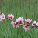 장덕2리 이미지