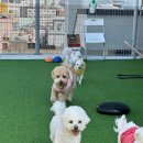 부산 애견유치원 댕스하우스 이용 후기 – 장림애견호텔 &amp; 유치원까지!